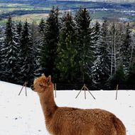 Alpaka im Schnee